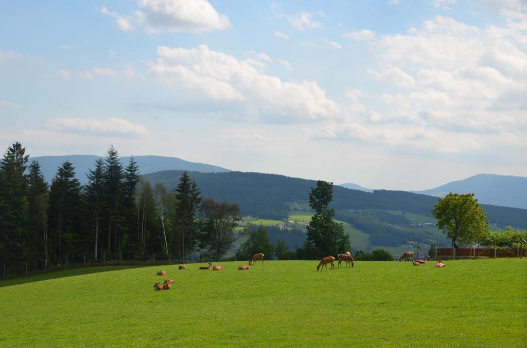 Wildwiesenhof Miesenbach  Exterior foto