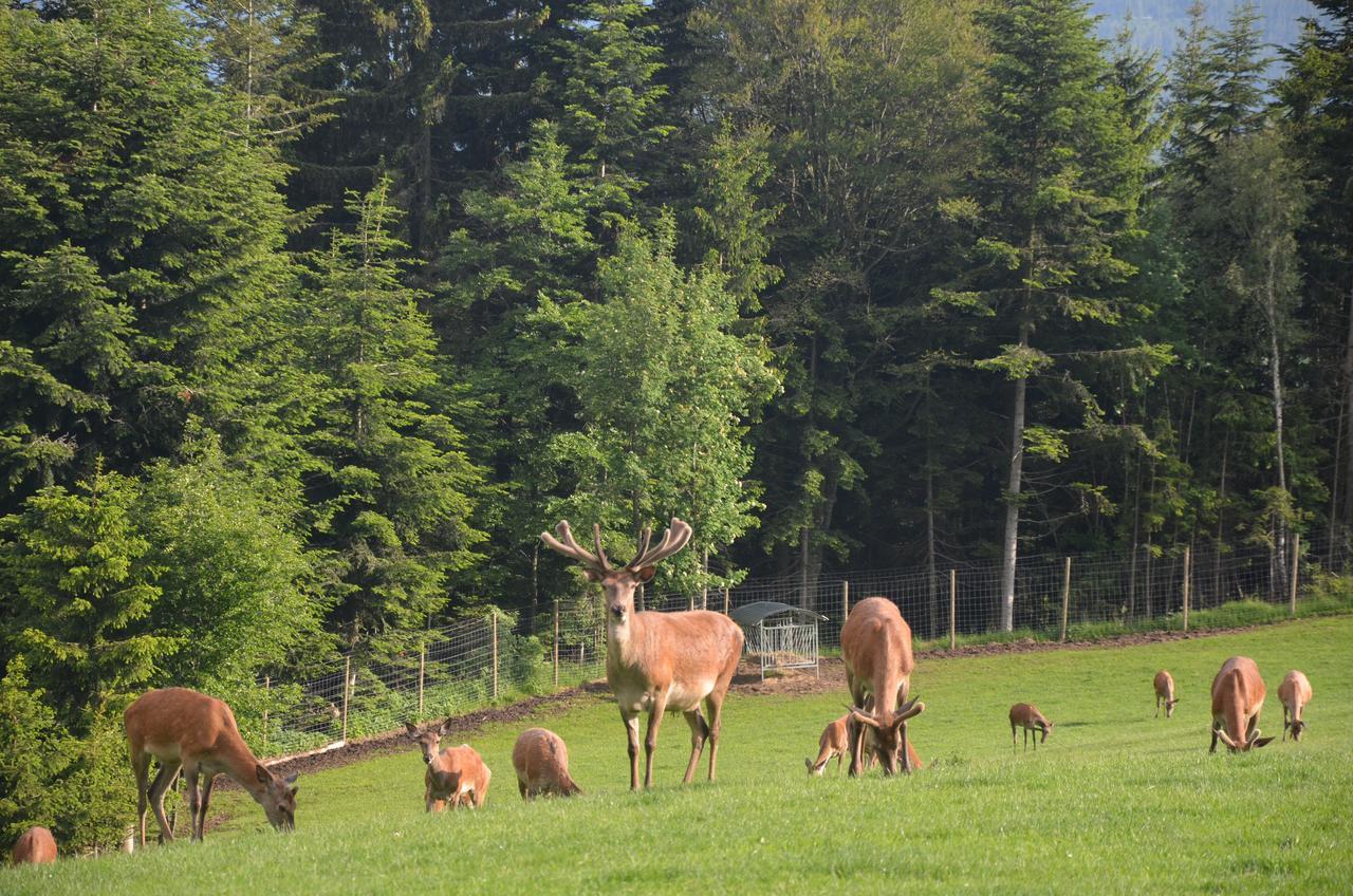 Wildwiesenhof Miesenbach  Exterior foto
